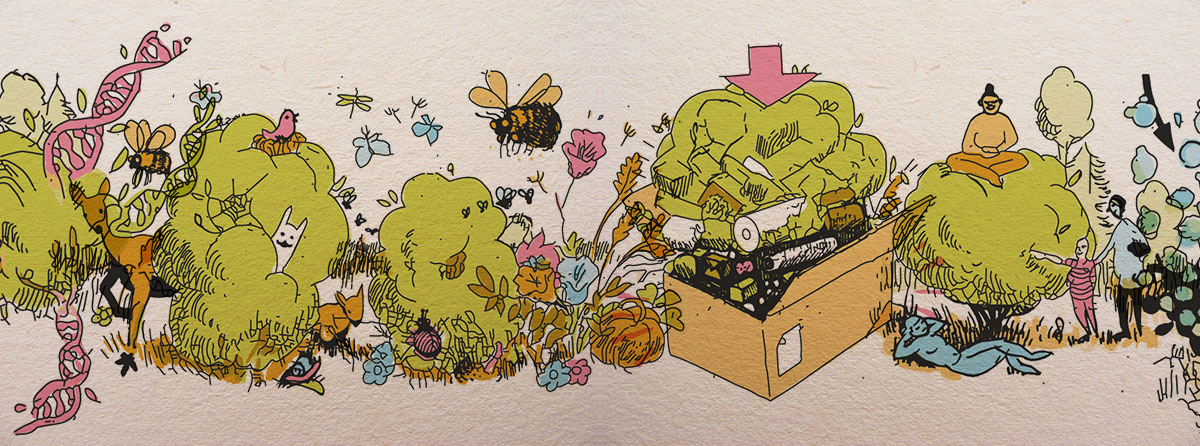 Mehrnutzenhecken illustriert